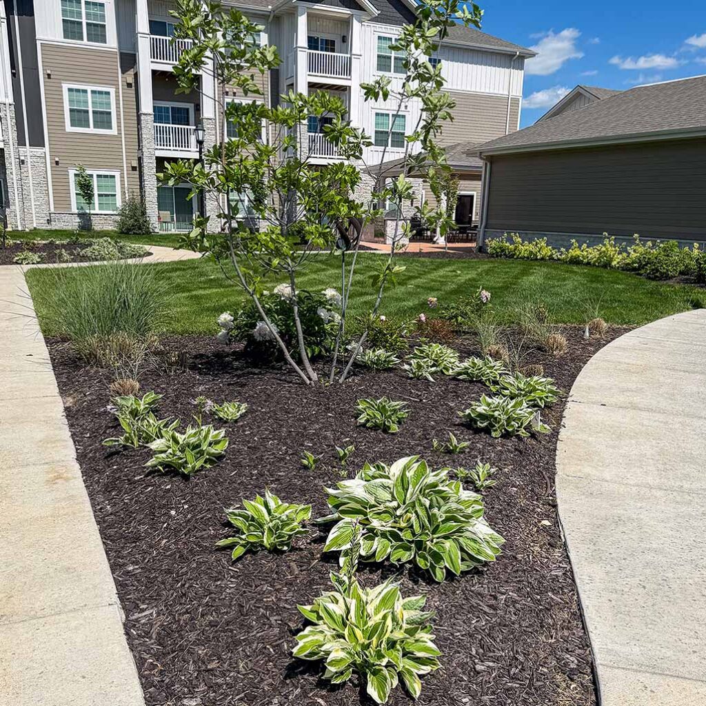 A landscaped area full of newly planted foliage at The Crestone Senior Living.